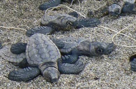Bébés tortues