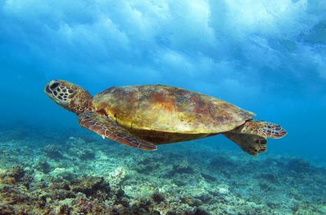 Tortue by  jeanrereve.com