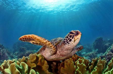 Tortue by  jeanrereve.com