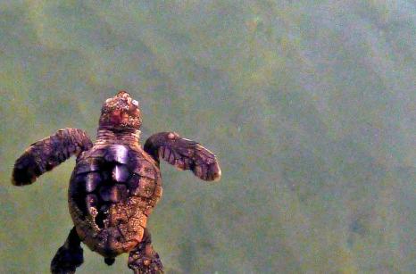 Bébé tortue 