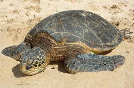 Tortue sur le sable